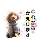 ポコすたんぷ#10（個別スタンプ：25）