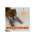 柴犬のさんちゃんスタンプ（個別スタンプ：1）