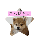 柴犬のさんちゃんスタンプ（個別スタンプ：2）