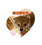 柴犬のさんちゃんスタンプ（個別スタンプ：4）