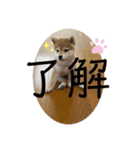 柴犬のさんちゃんスタンプ（個別スタンプ：6）