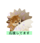 柴犬のさんちゃんスタンプ（個別スタンプ：9）