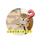 柴犬のさんちゃんスタンプ（個別スタンプ：10）