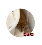 柴犬のさんちゃんスタンプ（個別スタンプ：14）