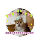 柴犬のさんちゃんスタンプ（個別スタンプ：15）