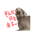 ワイマラナーるぴとぺぺちゃん（個別スタンプ：2）