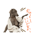ワイマラナーるぴとぺぺちゃん（個別スタンプ：5）