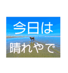 ワイマラナーるぴとぺぺちゃん（個別スタンプ：7）