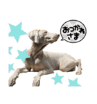 ワイマラナーるぴとぺぺちゃん（個別スタンプ：14）