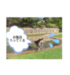 ワイマラナーるぴとぺぺちゃん（個別スタンプ：15）