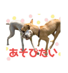 ワイマラナーるぴとぺぺちゃん（個別スタンプ：17）