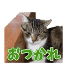 猫のヤマトのスタンプ（個別スタンプ：2）