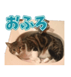 猫のヤマトのスタンプ（個別スタンプ：20）