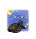 ハチワレ猫時々サビ猫のカスタムスタンプ（個別スタンプ：4）