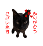 黒猫ナウちゃんスタンプ1（個別スタンプ：3）