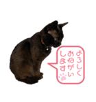 黒猫ナウちゃんスタンプ1（個別スタンプ：4）