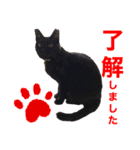黒猫ナウちゃんスタンプ1（個別スタンプ：7）