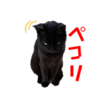 黒猫ナウちゃんスタンプ1（個別スタンプ：8）