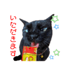 黒猫ナウちゃんスタンプ1（個別スタンプ：11）