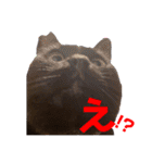 黒猫ナウちゃんスタンプ1（個別スタンプ：15）