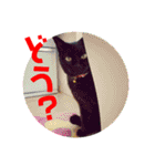 黒猫ナウちゃんスタンプ1（個別スタンプ：16）