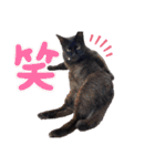 黒猫ナウちゃんスタンプ1（個別スタンプ：17）