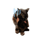 黒猫ナウちゃんスタンプ1（個別スタンプ：22）