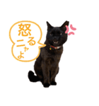 黒猫ナウちゃんスタンプ1（個別スタンプ：23）