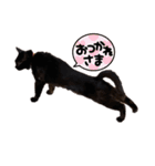 黒猫ナウちゃんスタンプ1（個別スタンプ：24）