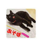黒猫ナウちゃんスタンプ1（個別スタンプ：25）