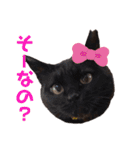 黒猫ナウちゃんスタンプ1（個別スタンプ：28）