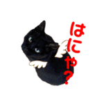 黒猫ナウちゃんスタンプ1（個別スタンプ：29）