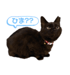 黒猫ナウちゃんスタンプ1（個別スタンプ：33）