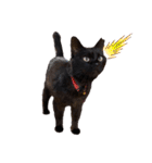 黒猫ナウちゃんスタンプ1（個別スタンプ：34）