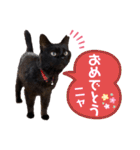 黒猫ナウちゃんスタンプ1（個別スタンプ：40）