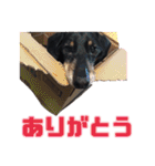 箱犬の日常(ダックスフンド)（個別スタンプ：1）