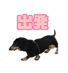 箱犬の日常(ダックスフンド)（個別スタンプ：4）