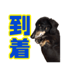 箱犬の日常(ダックスフンド)（個別スタンプ：5）