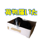 箱犬の日常(ダックスフンド)（個別スタンプ：18）