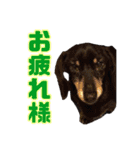 箱犬の日常(ダックスフンド)（個別スタンプ：19）