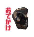 箱犬の日常(ダックスフンド)（個別スタンプ：21）