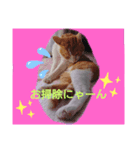 むーさんスタンプ(猫)（個別スタンプ：4）