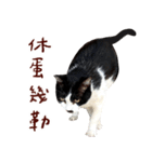 黒い鼻の猫 2（個別スタンプ：1）