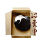 黒い鼻の猫 2（個別スタンプ：20）