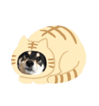 しば三種混合（個別スタンプ：1）