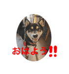 しば三種混合（個別スタンプ：10）
