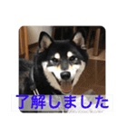 しば三種混合（個別スタンプ：15）