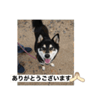 しば三種混合（個別スタンプ：16）