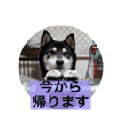 しば三種混合（個別スタンプ：19）