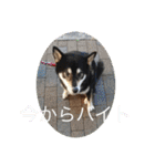 しば三種混合（個別スタンプ：21）